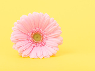 Single pink gerber daisy on a yellow background