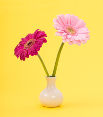 Two pink gerber daisies in a white vase on a yellow background