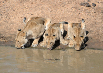 At the Waterhole