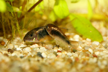  Bronze Corydoras   (Corydoras aeneus)