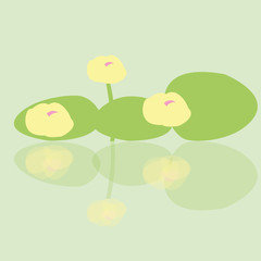 water lily