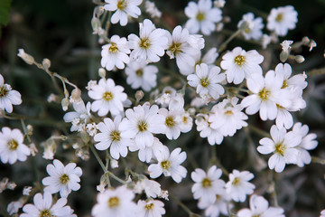 Background of little white flowers blooming bush