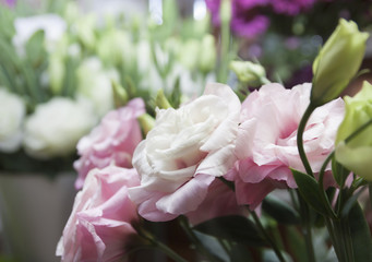 pink eustoma closeup