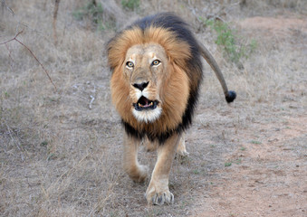 Lion's Roar