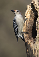 Female Red bellied Woodpecker  (Malenerpes carolinus) perched on a tree at a roost hole.