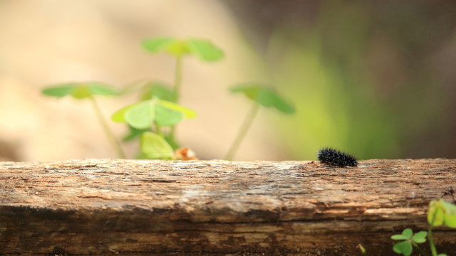 Bruco solitario