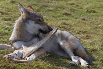 Wolf puppy eating a moose horn