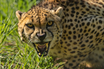Cheetah growling