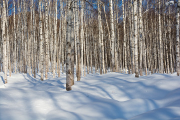 Naklejka premium 真冬のシラカバ林