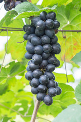 purple red grapes with green leaves on the vine. fresh fruits