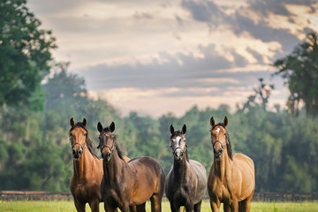 Vier paarden, paardenvrienden, kudden met halsters buiten in een paddock-veldweide met een prachtige lucht die wacht terwijl ze alert luisteren