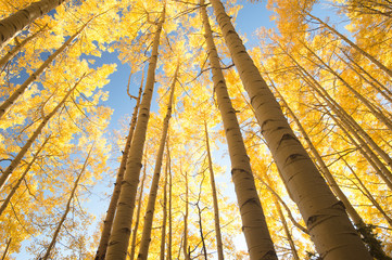 aspen forest