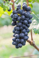 purple red grapes with green leaves on the vine. fresh fruits