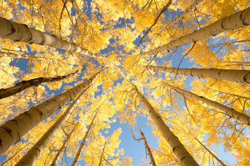 aspen look up