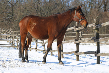 Fototapeta na wymiar Purebred horse standing in winter corral rural scene