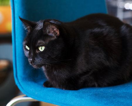Black Cat sitting on a blue chair.