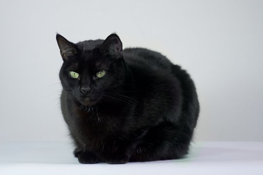 Black cat with a white background