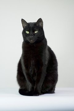 Black Cat Sitting Images – Browse 193,012 Stock Photos, Vectors