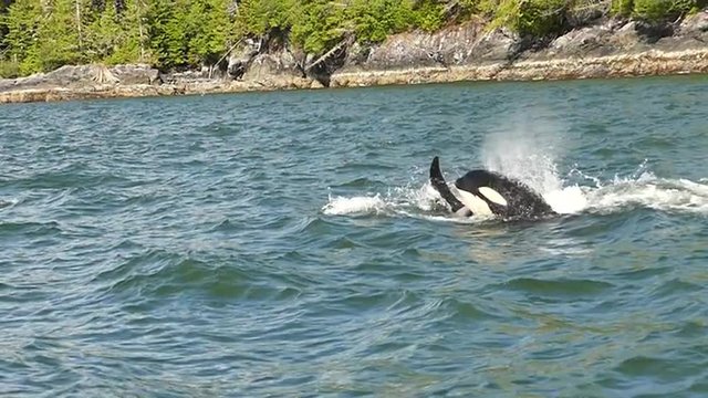 This video is about killer whales pod in slow motion