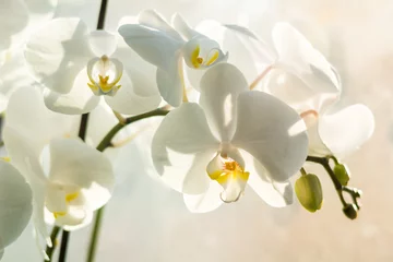 Crédence en verre imprimé Orchidée white orchids