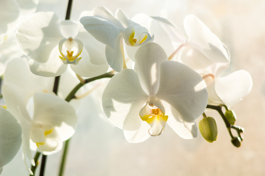 Fototapeta white orchids