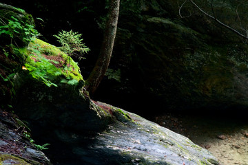 Naklejka na ściany i meble Evergreen - A young pine takes root in a sunny spot left by a fallen tree on the rocky bank of Texas Falls, Green Mountains, Vermont.