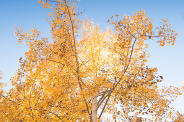 aspen trees