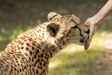 Cheetah Licking a Woman's Hand