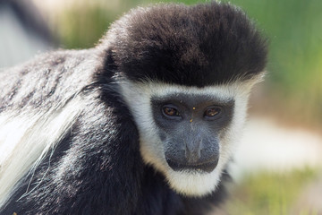 Black-and-White Colobus Monkey