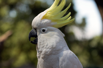 Sulphur-Crested Cockatoo