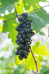 purple red grapes with green leaves on the vine. fresh fruits