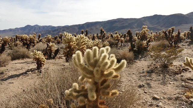 cholla cactus in desert long shot