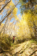 aspen trees