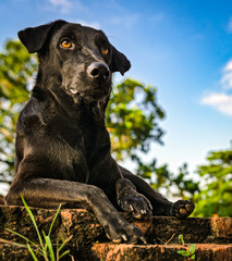 Obraz premium Black guard dog