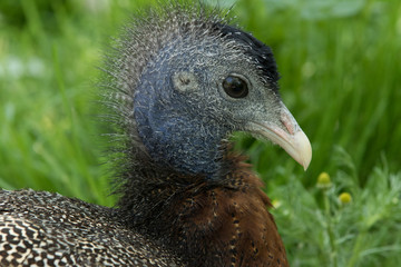 Pheasant