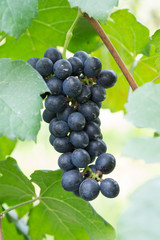 purple red grapes with green leaves on the vine. fresh fruits