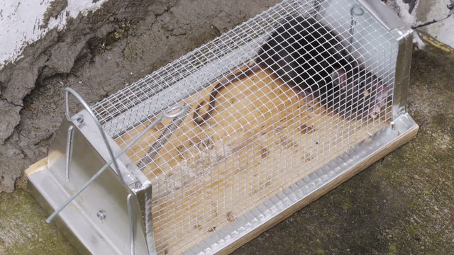 Caged Black Rat Trying to Find Exit From Trap
