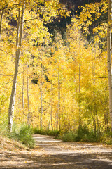 Obraz premium aspen forest