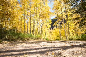 aspen forest