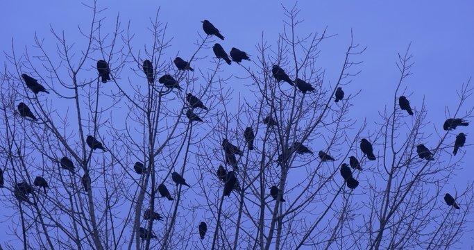 Birds Silhouettes Flock of Blackbirds Ravens Crows Birds Are Sitting on a Top of a Bush or Tree Birds on Bare Branches are Preening a Feathers Dusk