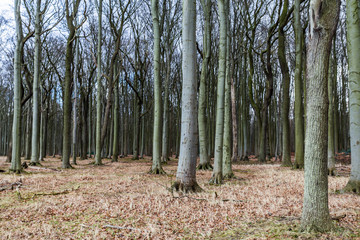 geisterwald nienhagen