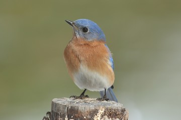 Male Eastern Bluebird