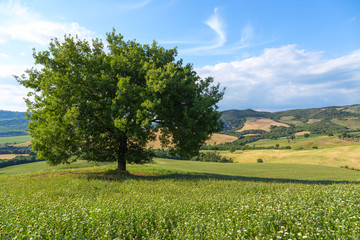 Beautiful landscape and lone tree