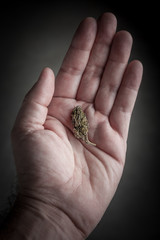 marijuana bud in a hand