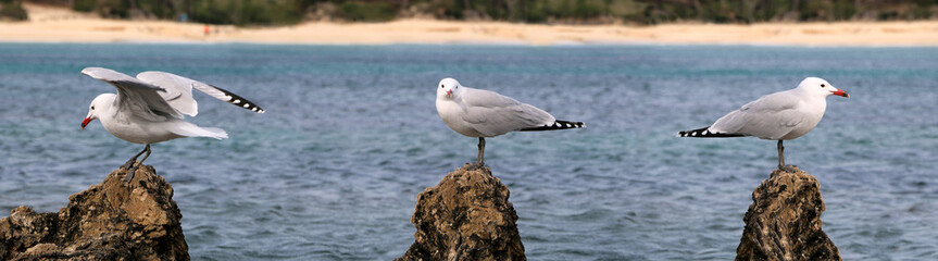 Seagull on a beach in Majorca