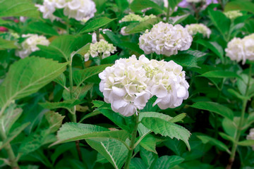 White Hydrangea