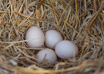 Bunch of eggs in a nest