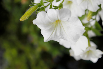 White flowers / Closeup white flowers in garden