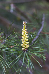 Pine flower in a forest