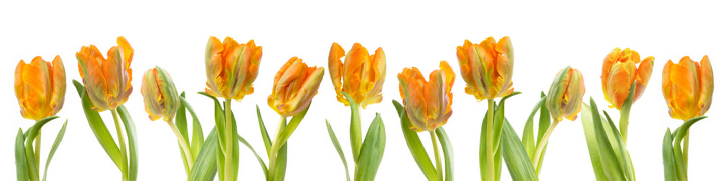 banner/border with orange parrot tulips
